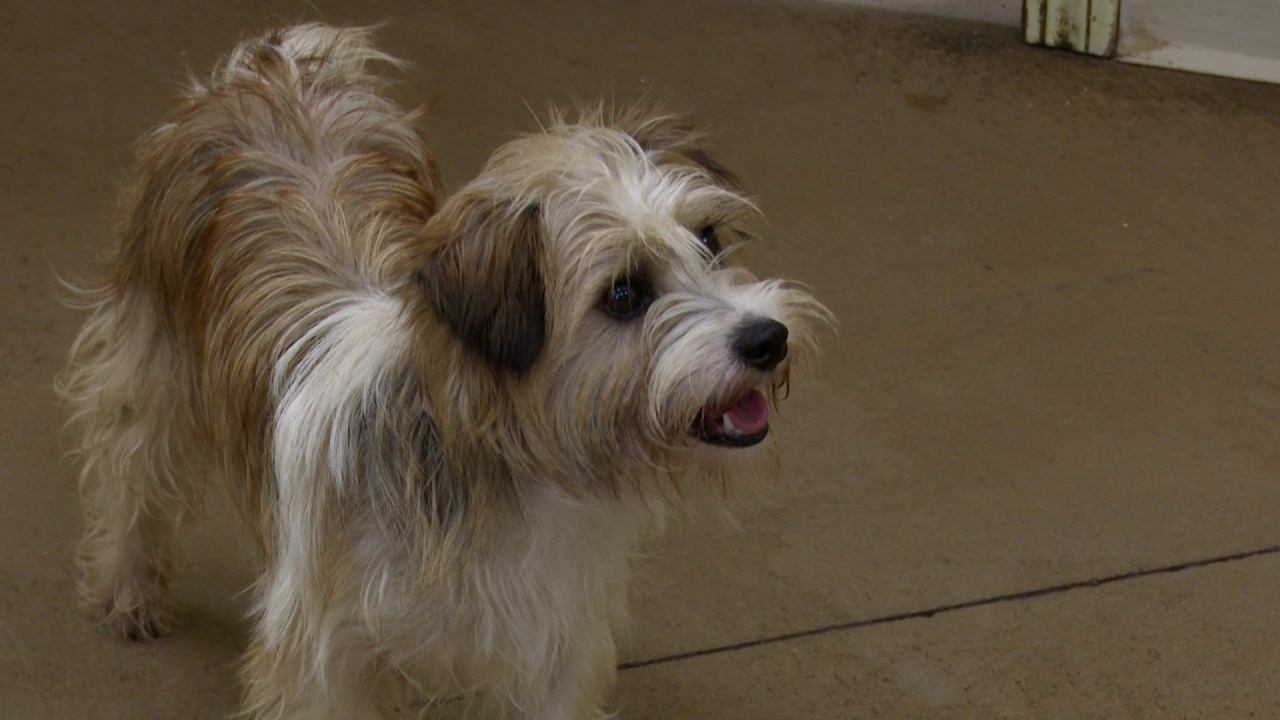 Câinele pierdut Ketchup găsit în siguranță în Pekin datorită echipei de salvare cu dronă termică