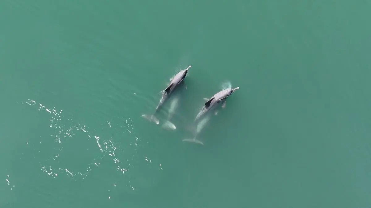 Tehnologia dronelor sprijină experții CIFT în filmarea comportamentului de împerechere la delfinii cu cocoașă